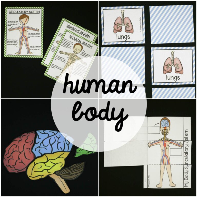 Human Body