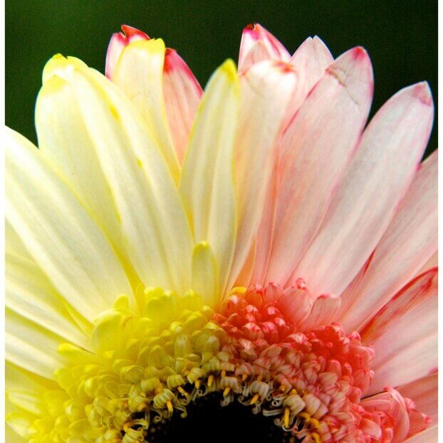 Bicolored Flowers