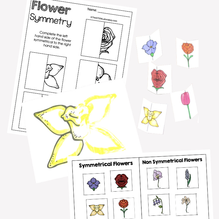 Flower Symmetry Activities