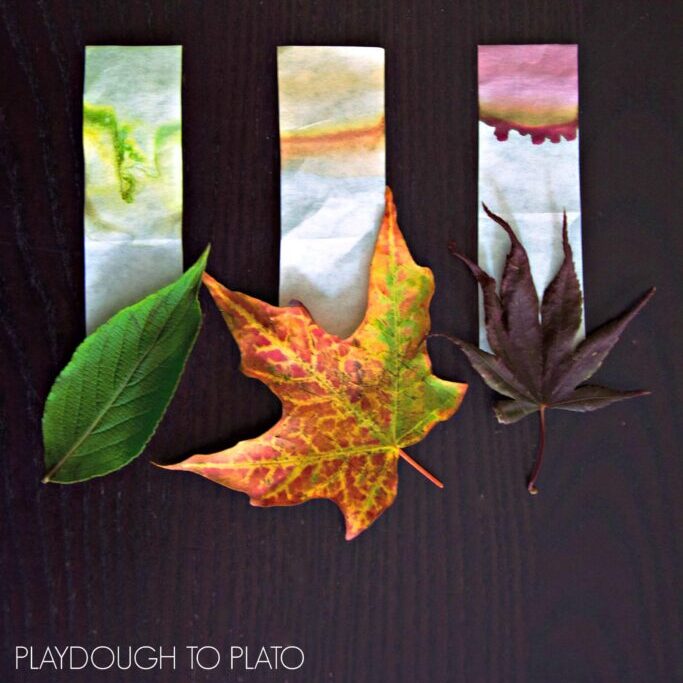 Leaf Chromatography