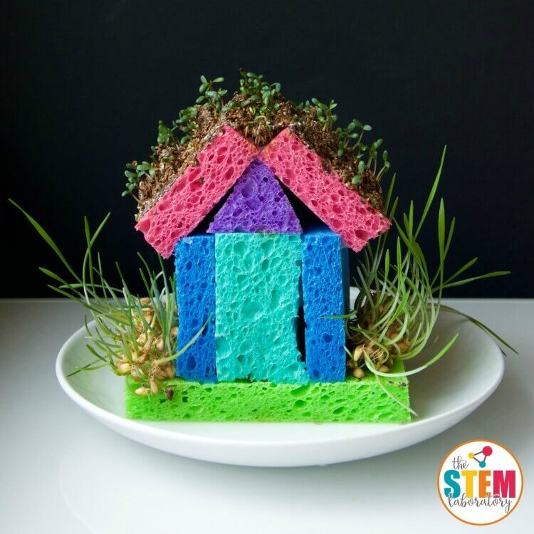 Sponge Sprout House
